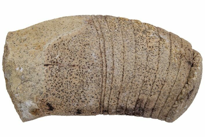 Ordovician Oncoceratid (Beloitoceras) Fossil - Wisconsin #216366